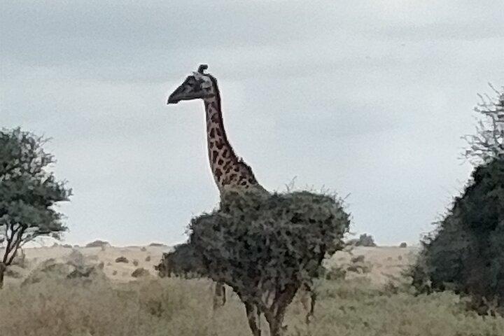Afternoon Game Drive Nairobi National Park
