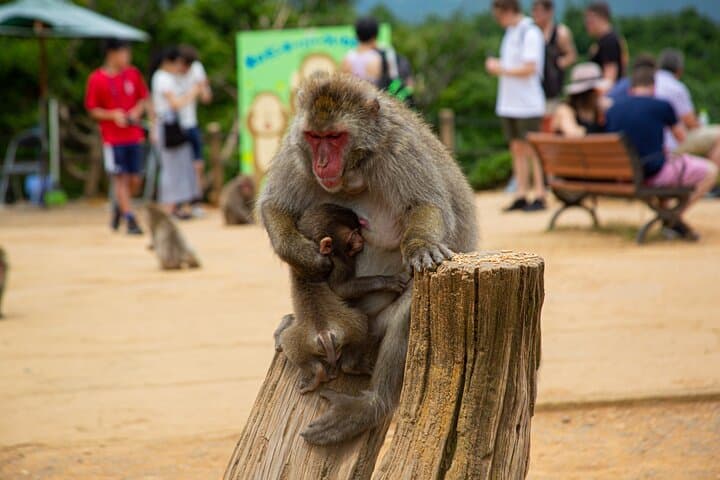 Full day Kyoto Walk in Fushimi, Arashiyama, Monkey, and Kinkakuji
