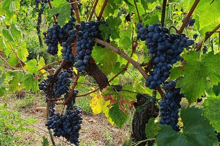 PRIVATE TOUR Savor Exquisite Wines: Brunello & Nobile Wine Tour