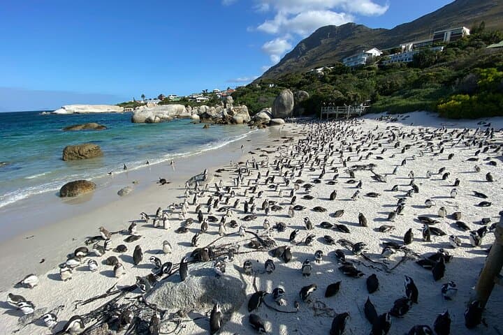 Cape of Good Hope & Penguins Full Day Adventure