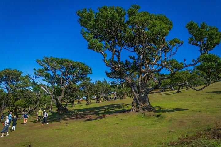 Fanal & Porto Moniz - West Madeira Tour