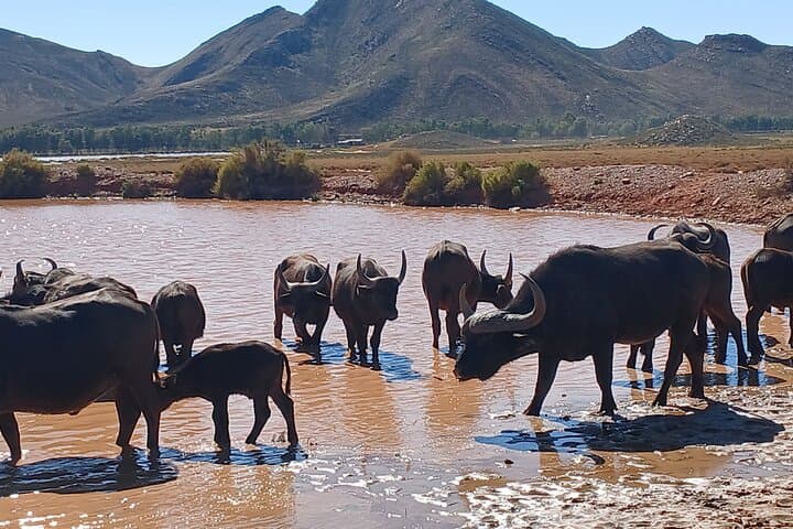 1 Night Big Five Safari Tour All Inclusive