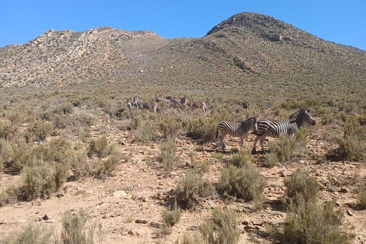 1 Night Big Five Safari Tour All Inclusive