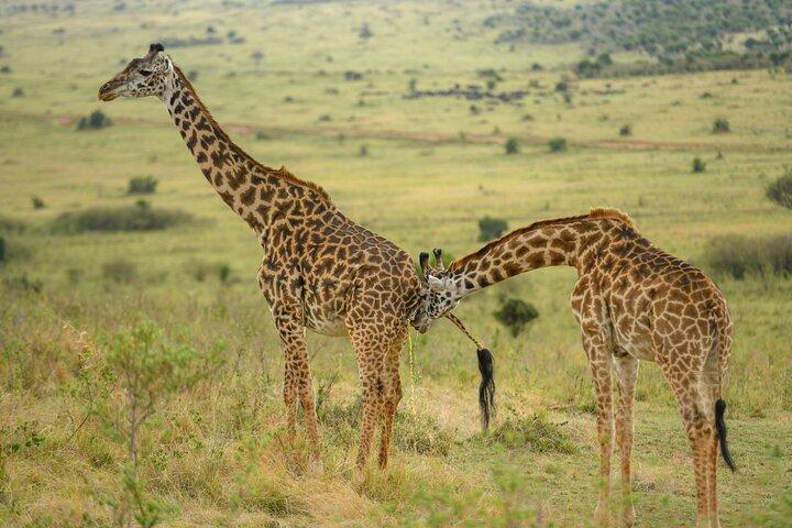 10 Day Bush and Beach Safari in Nairobi