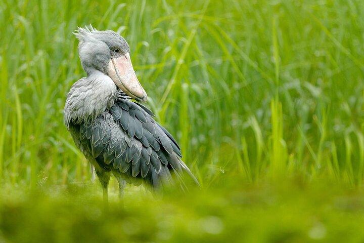 One Day Birding Mabamba Swamp
