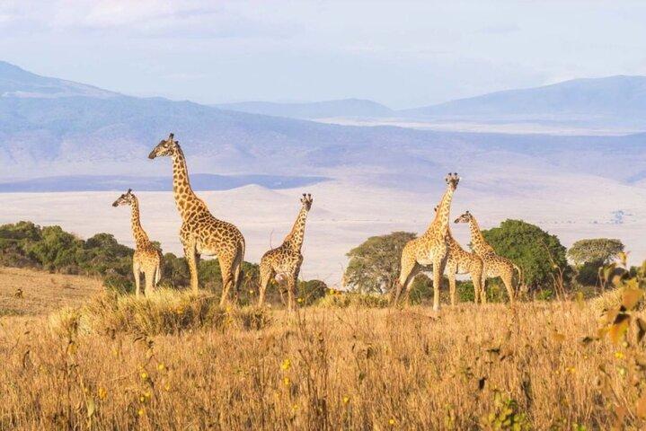 8 Days, 7 Nights Kenya and Tanzania Private Safari Package