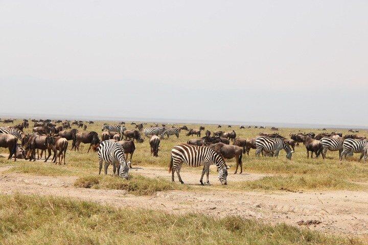 6 Days Adventure Towards Serengeti, Ngorongoro and Tarangire