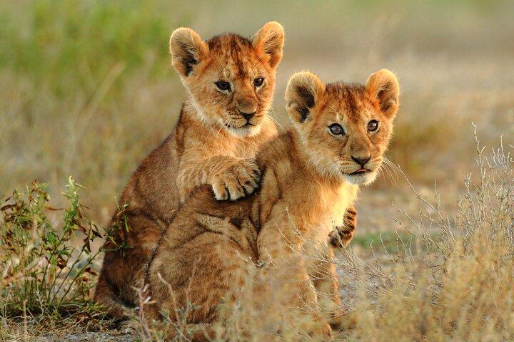 10 Days Private Camping Safari & Great Migration