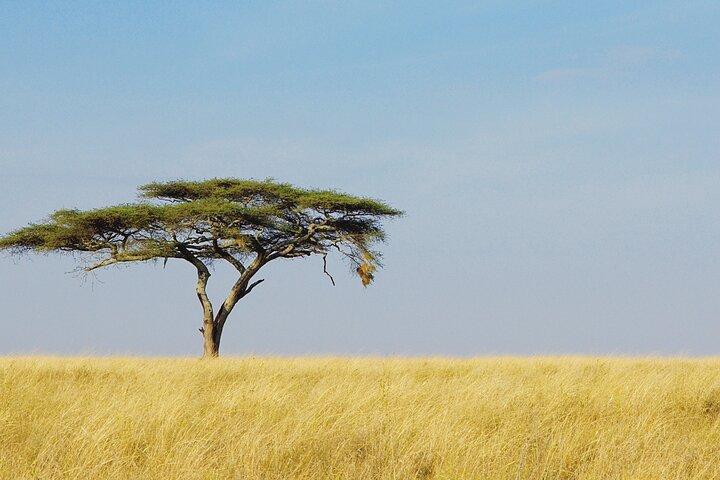 10 Days Private Camping Safari & Great Migration