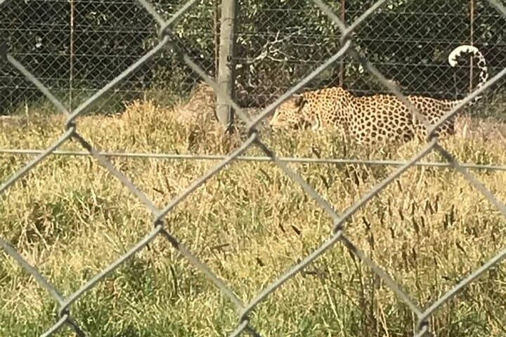 Cheetah encounter lion park, tiger ,leopard and Wine Tasting