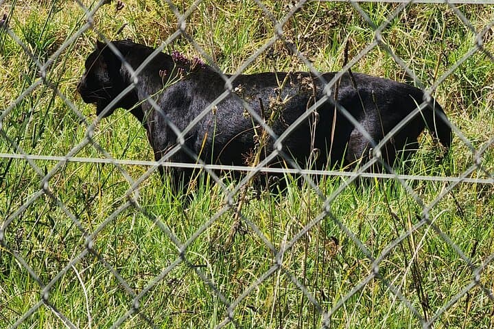 CT Giraffes house lion's park,Cheetah encounter and Wine Tasting