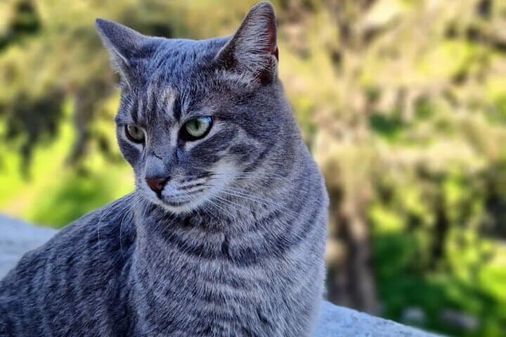 Meet the Cats of Acropolis and Thissio Private Tour