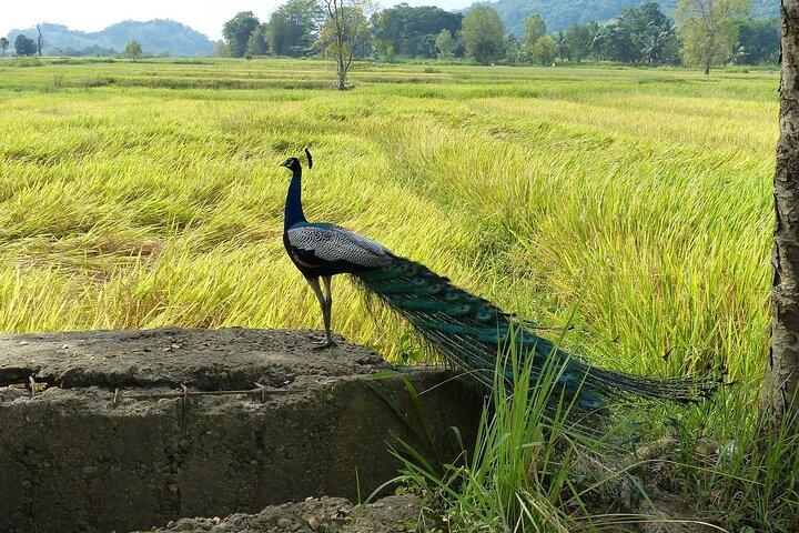 8-Day Sri Lanka Adventure with Hotels and Transportation