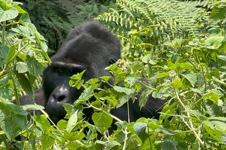 1 Day Gorilla Tracking Trip, Bwindi Impenetrable National Park