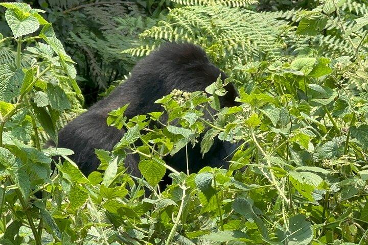 1 Day Gorilla Tracking Trip, Bwindi Impenetrable National Park