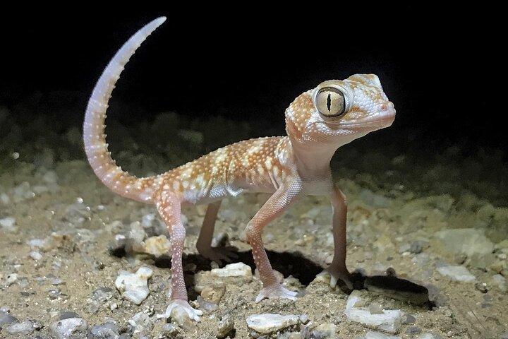 Namib Desert Night Walk