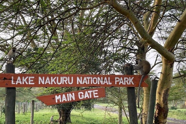 6 Days 5 nights Lake Nakuru, Maasai Mara and Serengeti safari