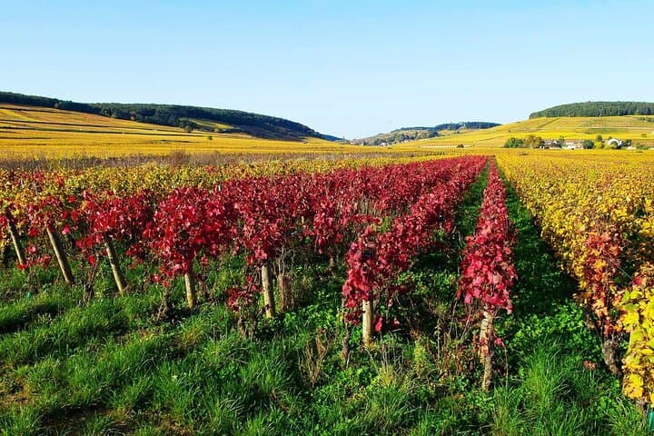 Beaujolais & south Burgundy : Private Full Day