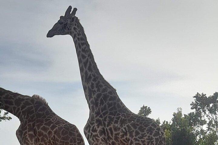 3 Day Maasai Mara Safari 4X4 Jeep Group Joining Daily Departures