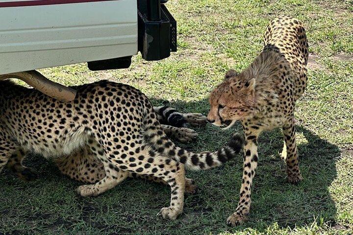 3 Day Maasai Mara Safari 4X4 Jeep Group Joining Daily Departures