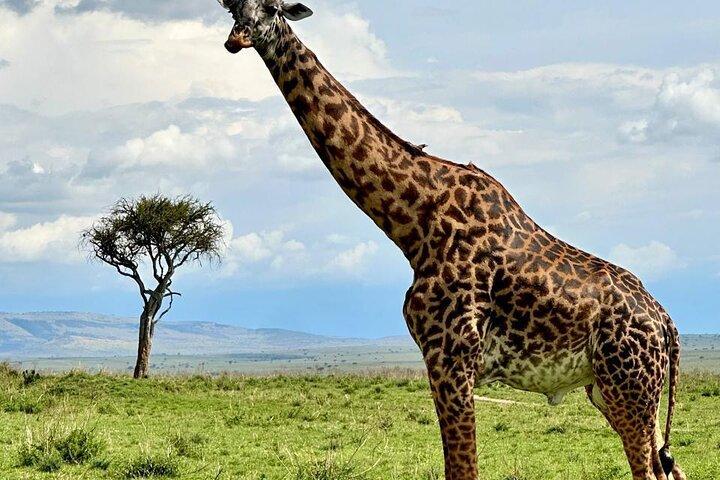 3 Day Maasai Mara Safari 4X4 Jeep Group Joining Daily Departures
