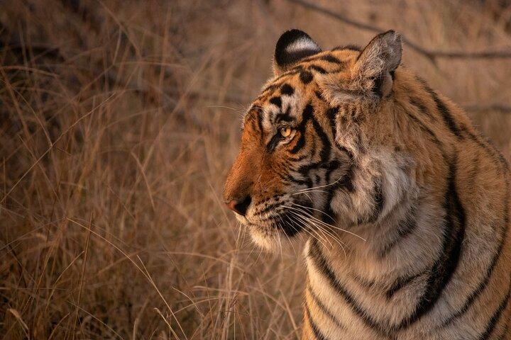 Full-Day Trip to Ranthambore National Park from Jaipur