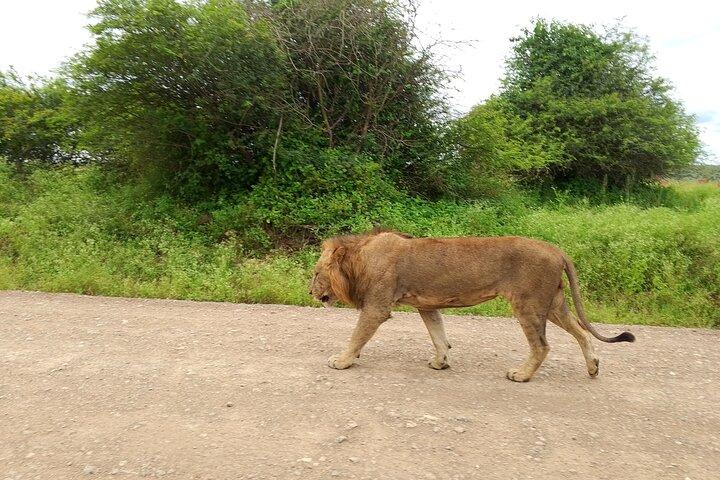 Private Nairobi National Park Safari Tour