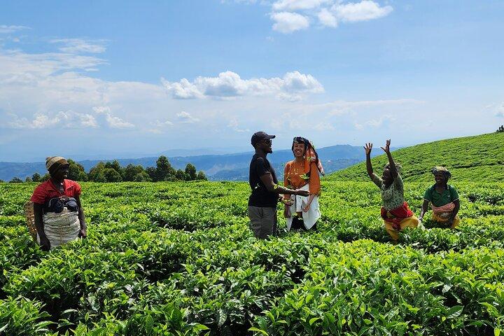2 Day Chimpanzee Trekking in Nyungwe Forest and King's Palace