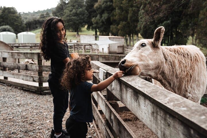 Sheep Shearing and Auckland City Highlights Tour with Lunch