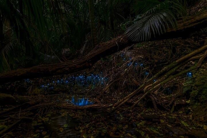 Auckland Glowworm Tours