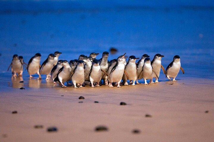 Melbourne Puffing Billy Train and Penguin Parade Day Tour Escape