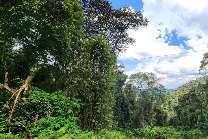 2 Day Chimpanzee Trekking in Nyungwe Forest and King's Palace