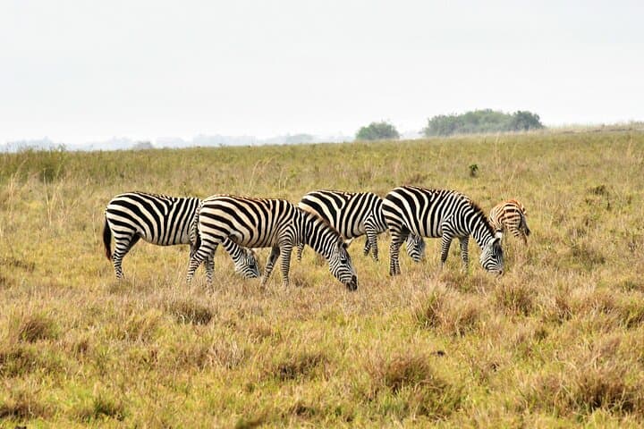 Day Trip to Nairobi National Park