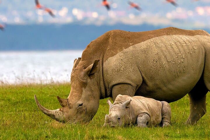 Nairobi Lake Nakuru National Park Private Tour