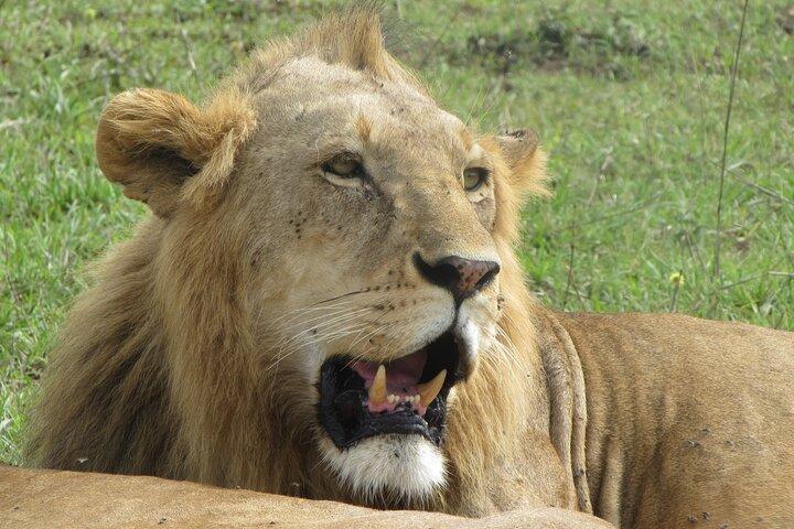 3 days group joining maasai mara tour
