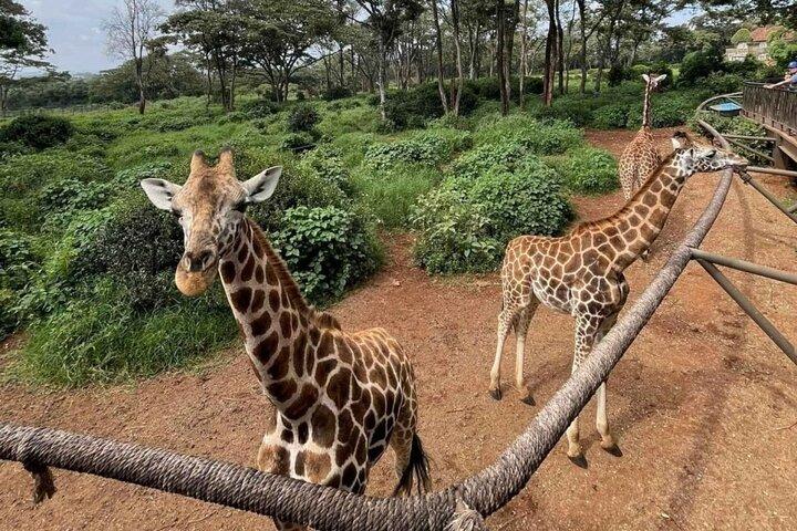 Visit to the Giraffe Centre from Nairobi