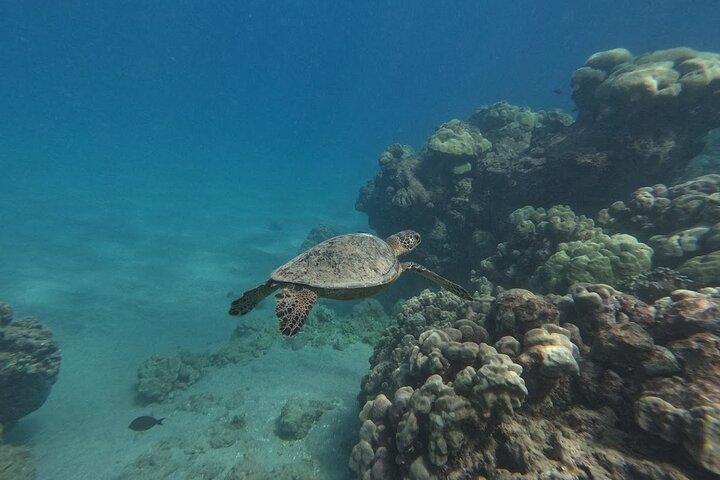 Hanauma Bay Guided Snorkeling Tour with Transportation