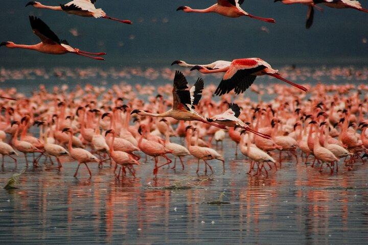 A Day to Nakuru National Park and Lake Naivasha Boat Ride