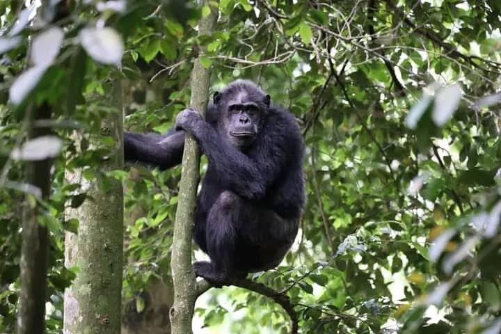 2 Days Private Chimpanzee Tracking and Canopy Walk in Nyungwe NP