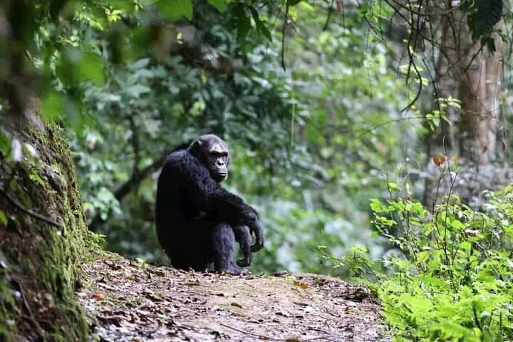 2 Days Private Chimpanzee Tracking and Canopy Walk in Nyungwe NP
