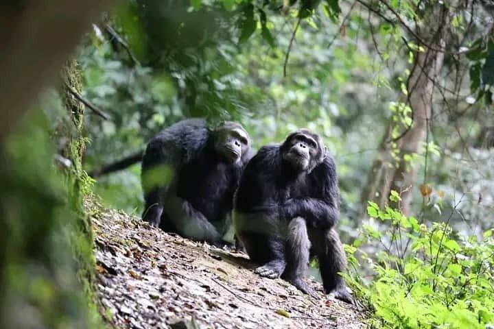 2 Days Private Chimpanzee Tracking and Canopy Walk in Nyungwe NP