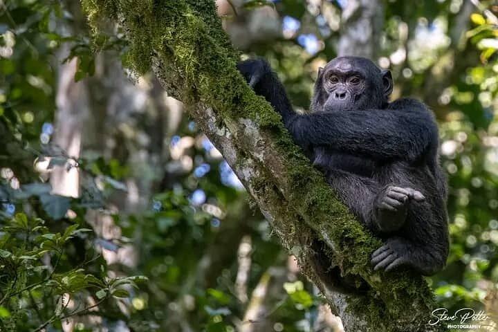 2 Days Private Chimpanzee Tracking and Canopy Walk in Nyungwe NP