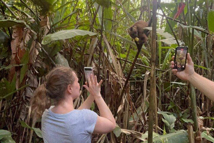 Canopy Walkway, Zip Line, Kayak, and Monkey Island in Tambopata.