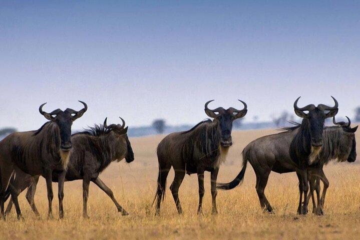 4 Days Tarangire Serengeti Ngorongoro Crater
