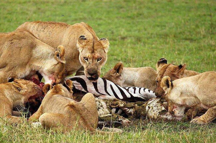 3 Days Small Group Safari to Serengeti NP and Ngorongoro Crater