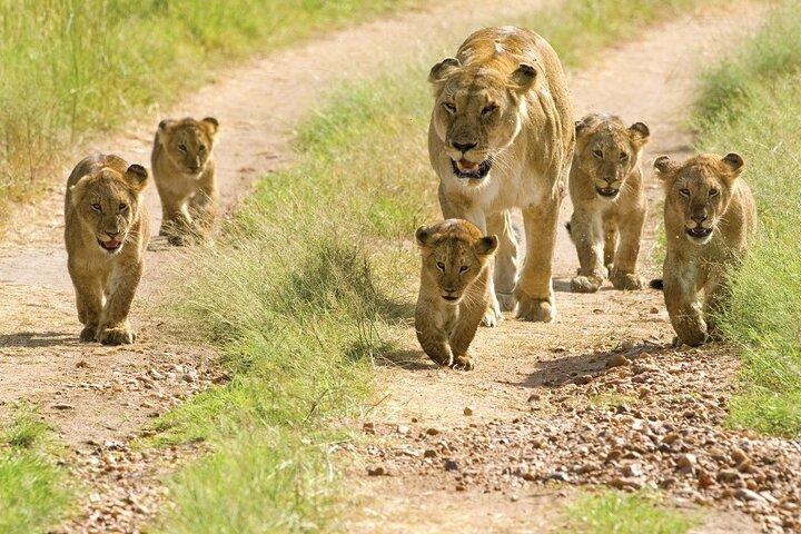3 Days Small Group Safari to Serengeti NP and Ngorongoro Crater