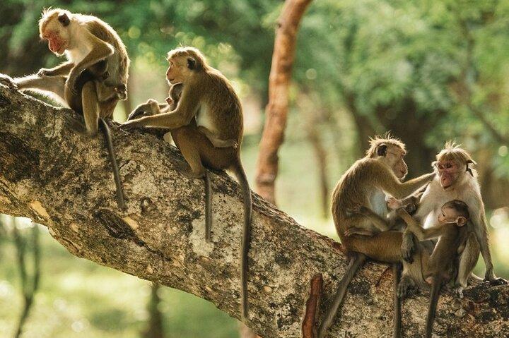 Puerto Maldonado: 2 Days Sandoval Tour - Tambopata Amazon Jungle
