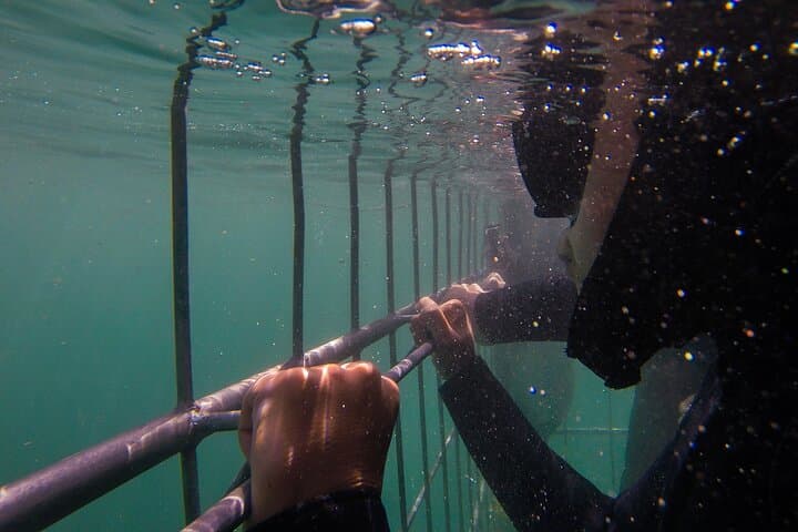 Shark Cage Diving Cape Town