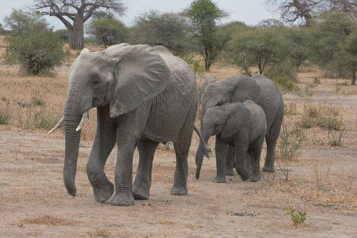 4 Days Serengeti & Ngorongoro Group Budget Safari-Tanzania