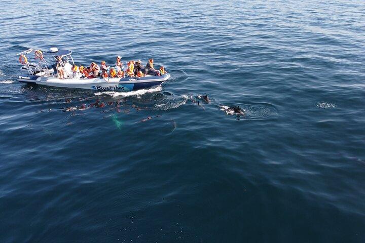 Dolphin Watching from Lagos with Marine Biologists